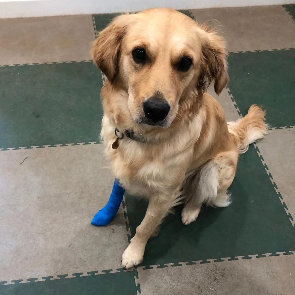 dog with bandage