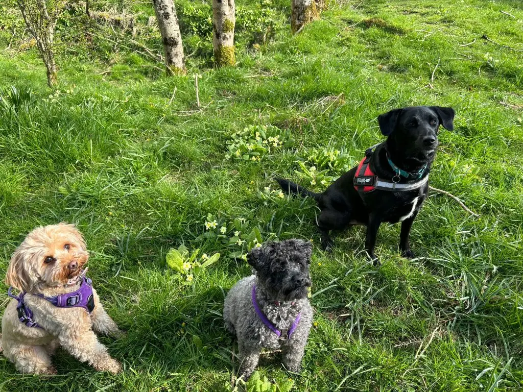 Dog Walker and group of dogs