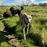 dog walker CPD