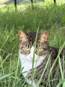 cat in grass