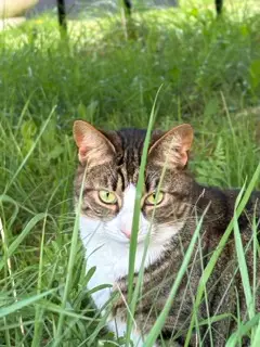 cat in grass