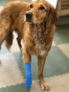 dog with bandage