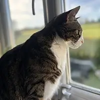 Cat looking out of window