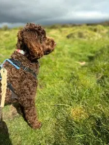 pet owner walking dog