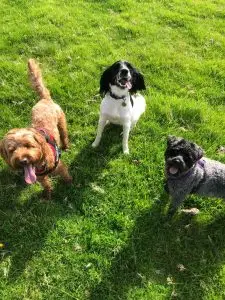 pet professional first aid