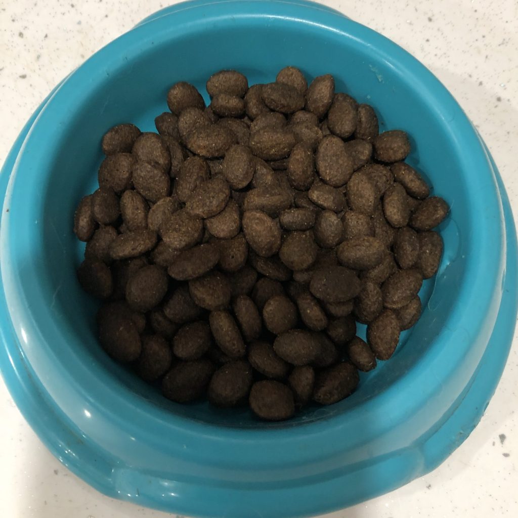 bowl of pet food