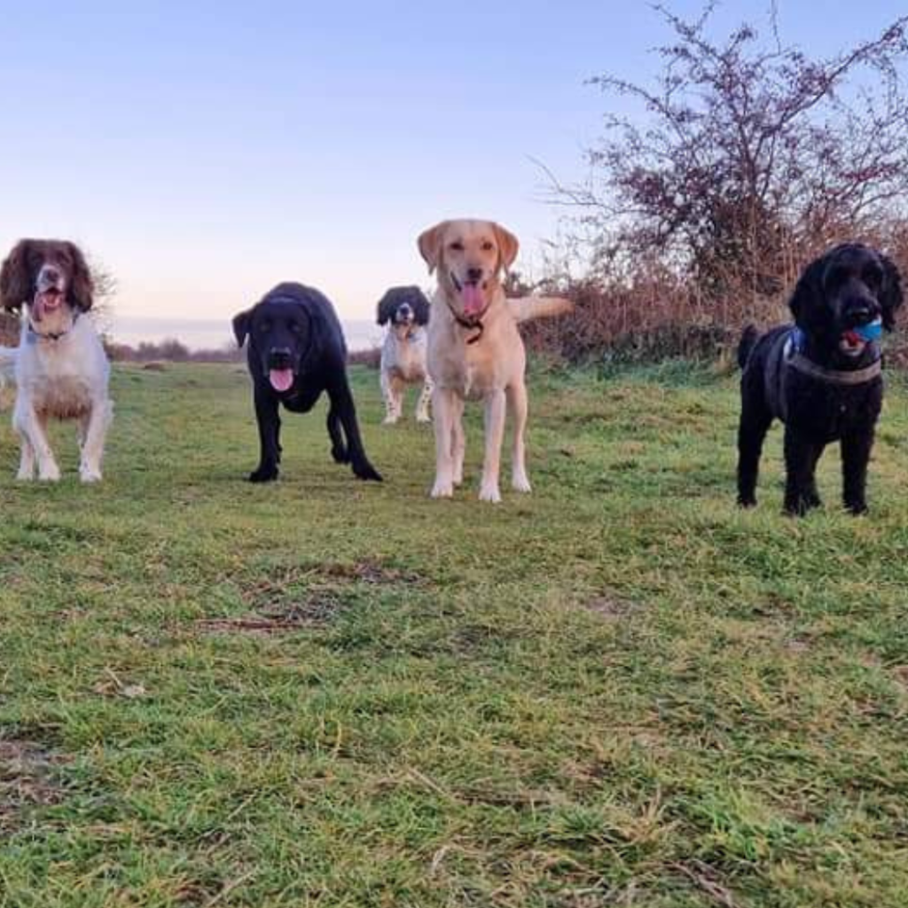 group of dogs