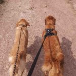 Online Animal Care Course