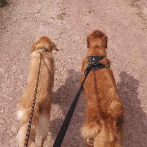 Online Animal Care Course