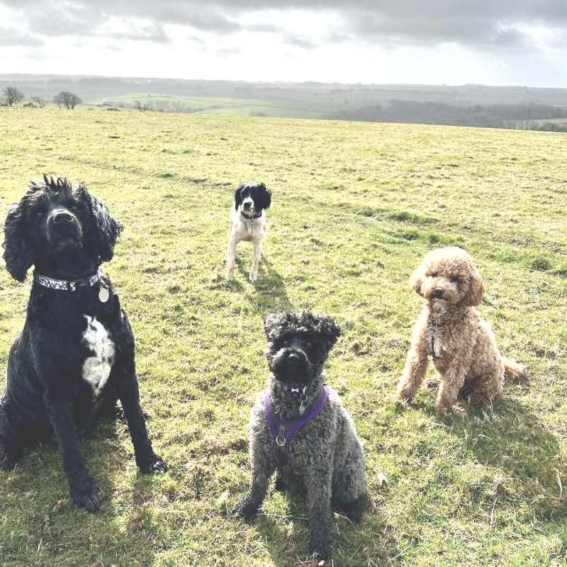 Online Pet Business CPD