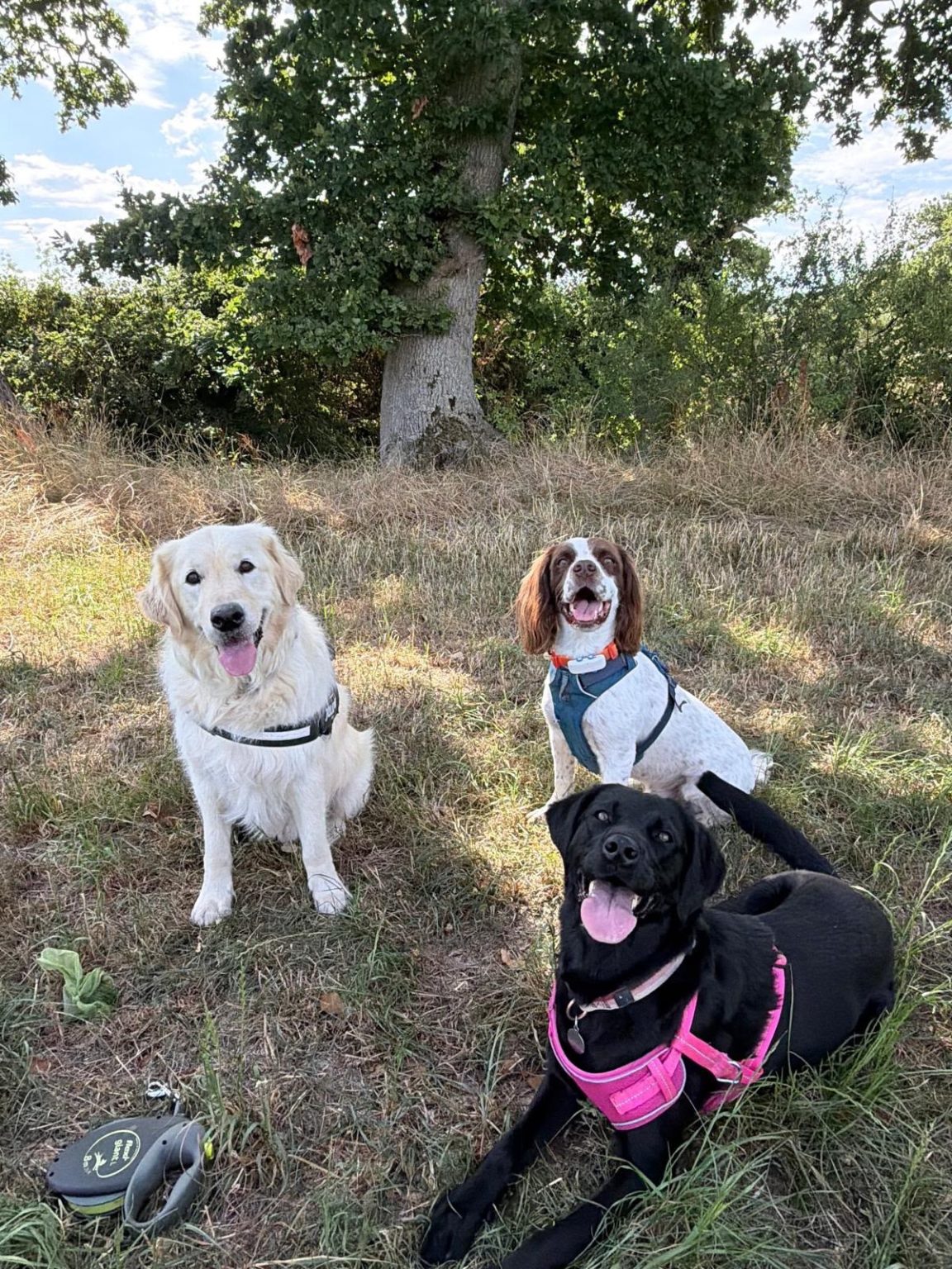 🐾 Course of the Month: Dog Breeds and Types – Discover What Makes Every Dog Unique!