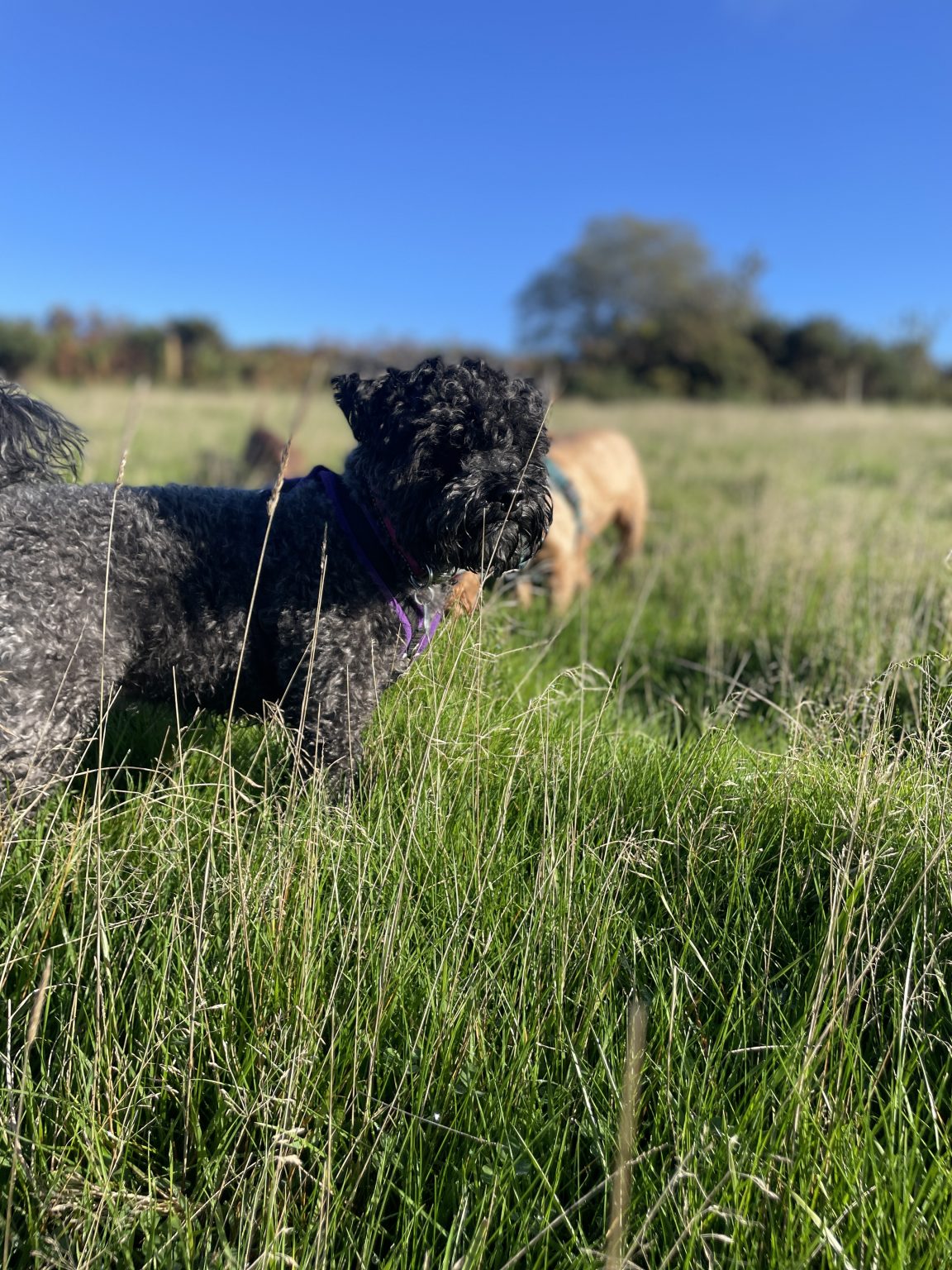 Pet Academy October Newsletter