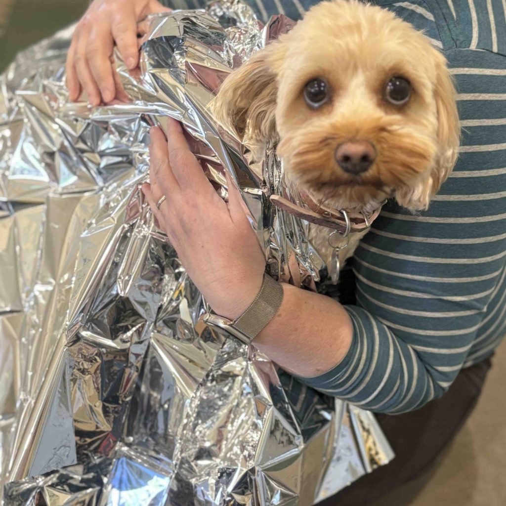 dog under foil blanket